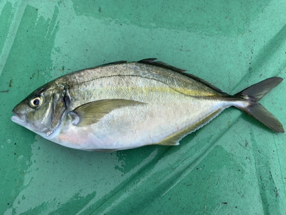 無料でさばきます シマアジ コロナを乗り切ろう企画 農家漁師から産地直送の通販 ポケットマルシェ