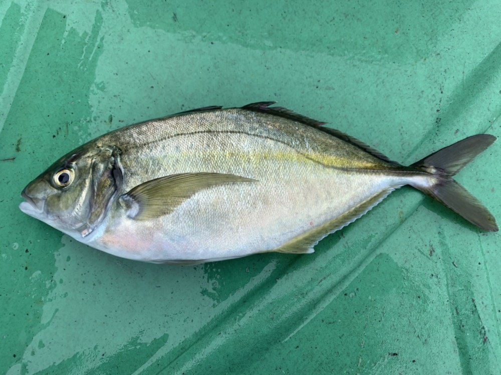 脂のり最高 シマアジ1尾 丸のまま イワシの舞う島で育っためでたい魚 農家漁師から産地直送の通販 ポケットマルシェ