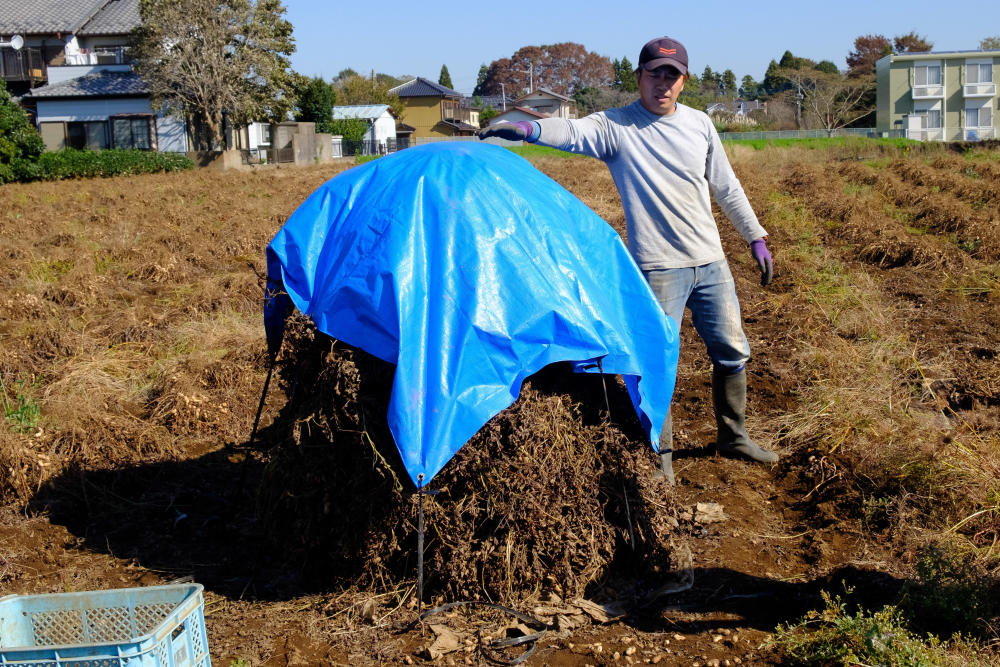 落花生ぼっちを作りに 千葉県八街市の小山さんの畑に行ってきたよ 農家漁師から産地直送の通販 ポケットマルシェ
