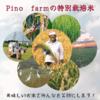 Pino farm「弾む、黄金のきずな」～R7年産特別栽培米　彩のきずな～
