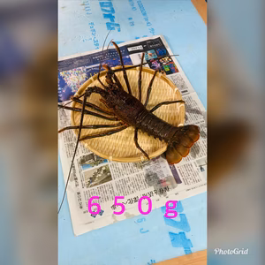 訳あり活伊勢海老 約550〜580g×1匹〜　