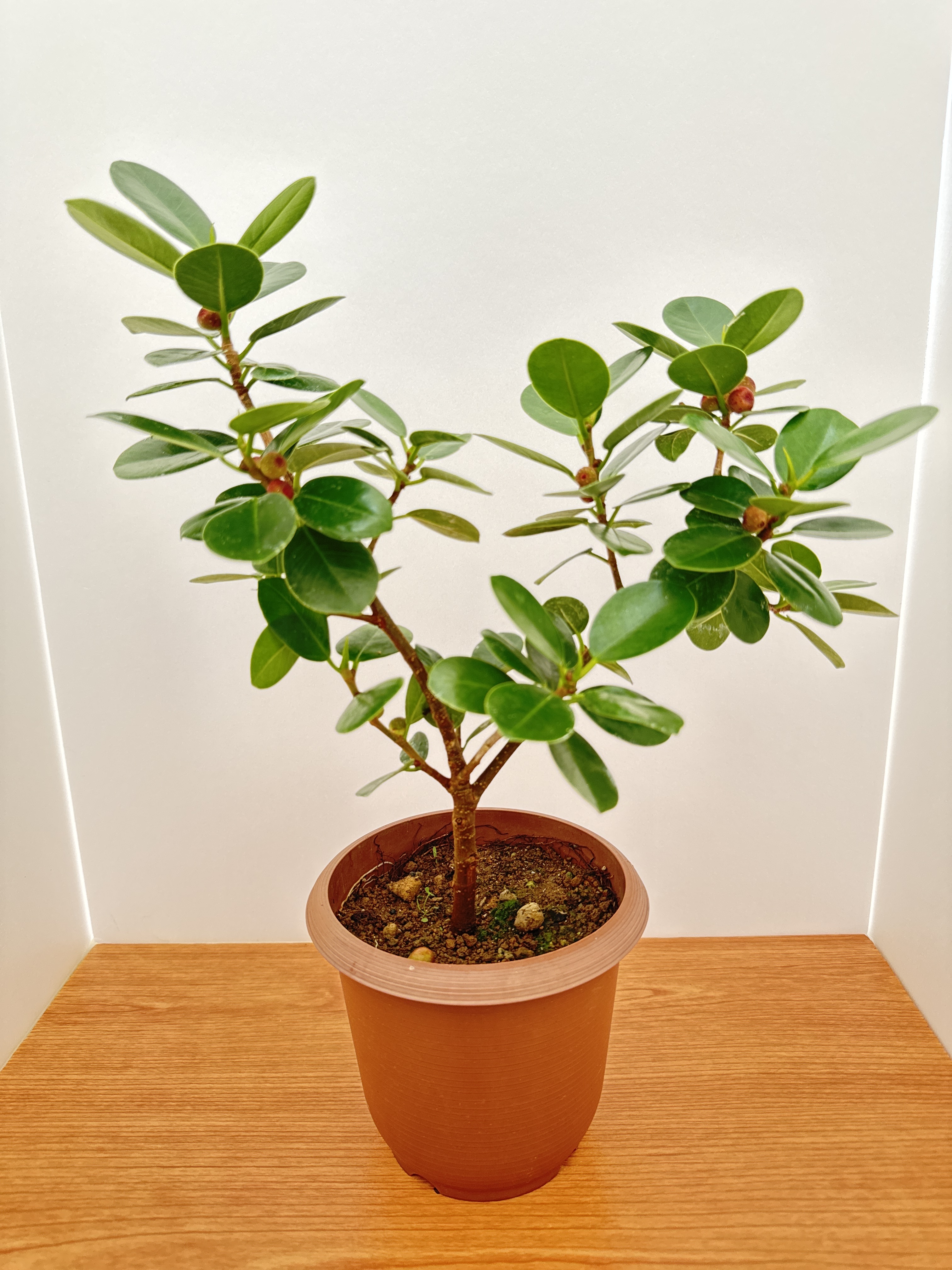 207 人気観葉植物　パンダガジュマル　幹太め　小葉　沖縄産　抜き苗 207 人気観葉植物 パンダガジュマル 幹太め 小葉 沖縄産 抜き苗 207