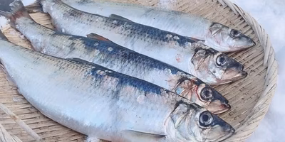 【今週の新着商品＆初出品生産者さん】春の訪れ★春告魚ニシン、西洋菜花、チューリップなど