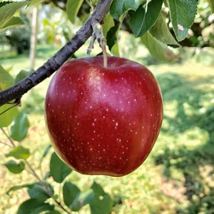 スターキングデリシャス 3kg 三水産 減農特栽