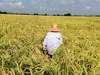 話題の埼玉県ご当地米、彩のきずな【特別栽培米】白米