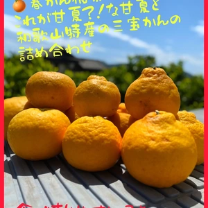 ☆ホンキの春柑橘祭り☆甘夏と三宝柑のセット♪̊̈