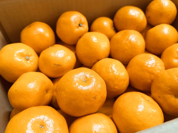 はるみ 約５㌔箱込(サイズいろいろ・ワケあり品）