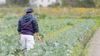 【2020最優秀賞／自然栽培】生産者直送！おまかせ収穫野菜セット