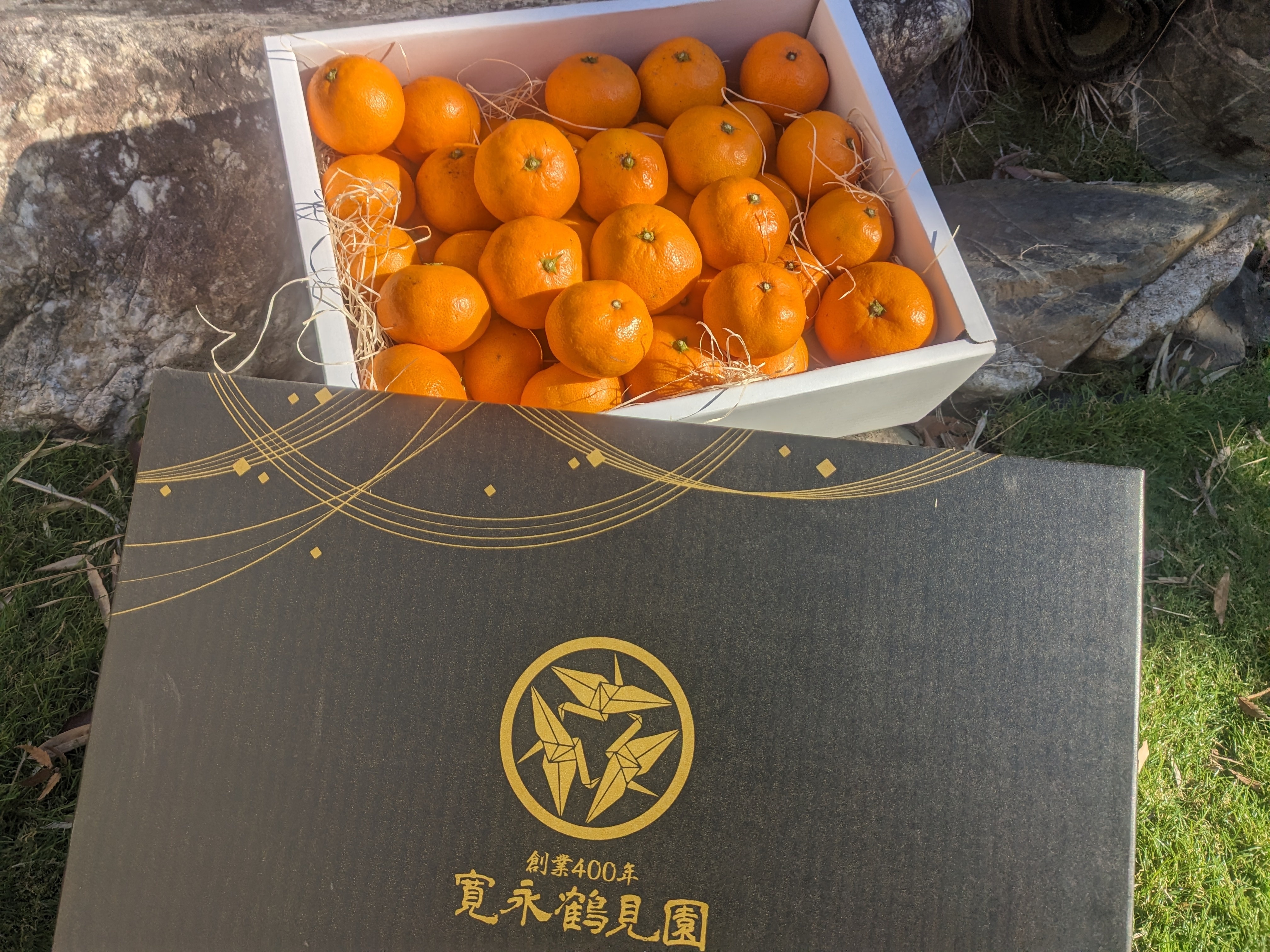 日テレ出演話題沸騰】樹上で限界ギリギリまで完熟させた樹上完熟蜜柑大