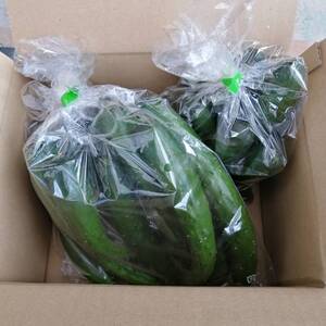 【九州からお届け！】お買い得キュウリ(1.7kg)