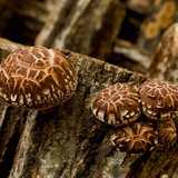 kasatani | 野村ファーム株式会社