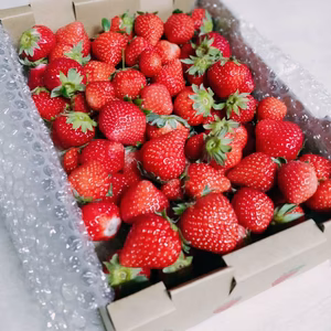 【無選別】畑収穫そのままイチゴ箱