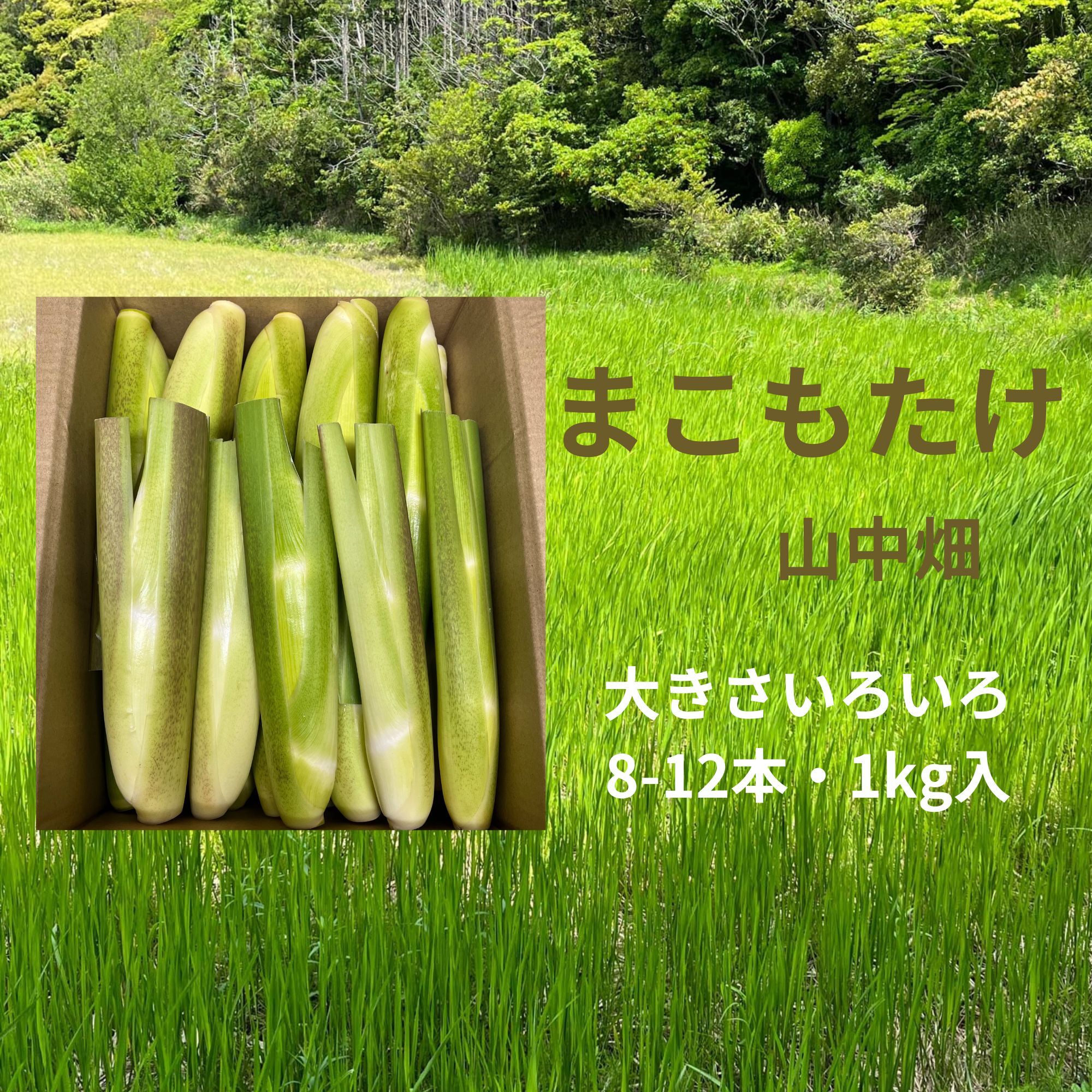 マコモダケの通販・お取り寄せ商品｜野菜｜ポケットマルシェ｜産地直送