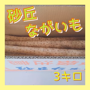 【鳥取県産】訳あり　砂丘ながいも　長芋　とりたて 3kg　3〜5本程度　ながいも