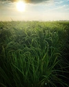 【玄米】食べ応え抜群な新之助　新潟米HAPPY ✳︎