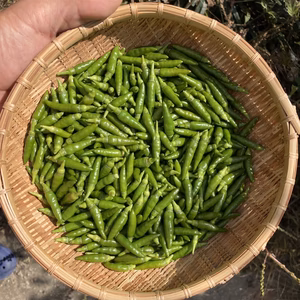 生青唐辛子　品種「プリッキーヌスワン」　300g