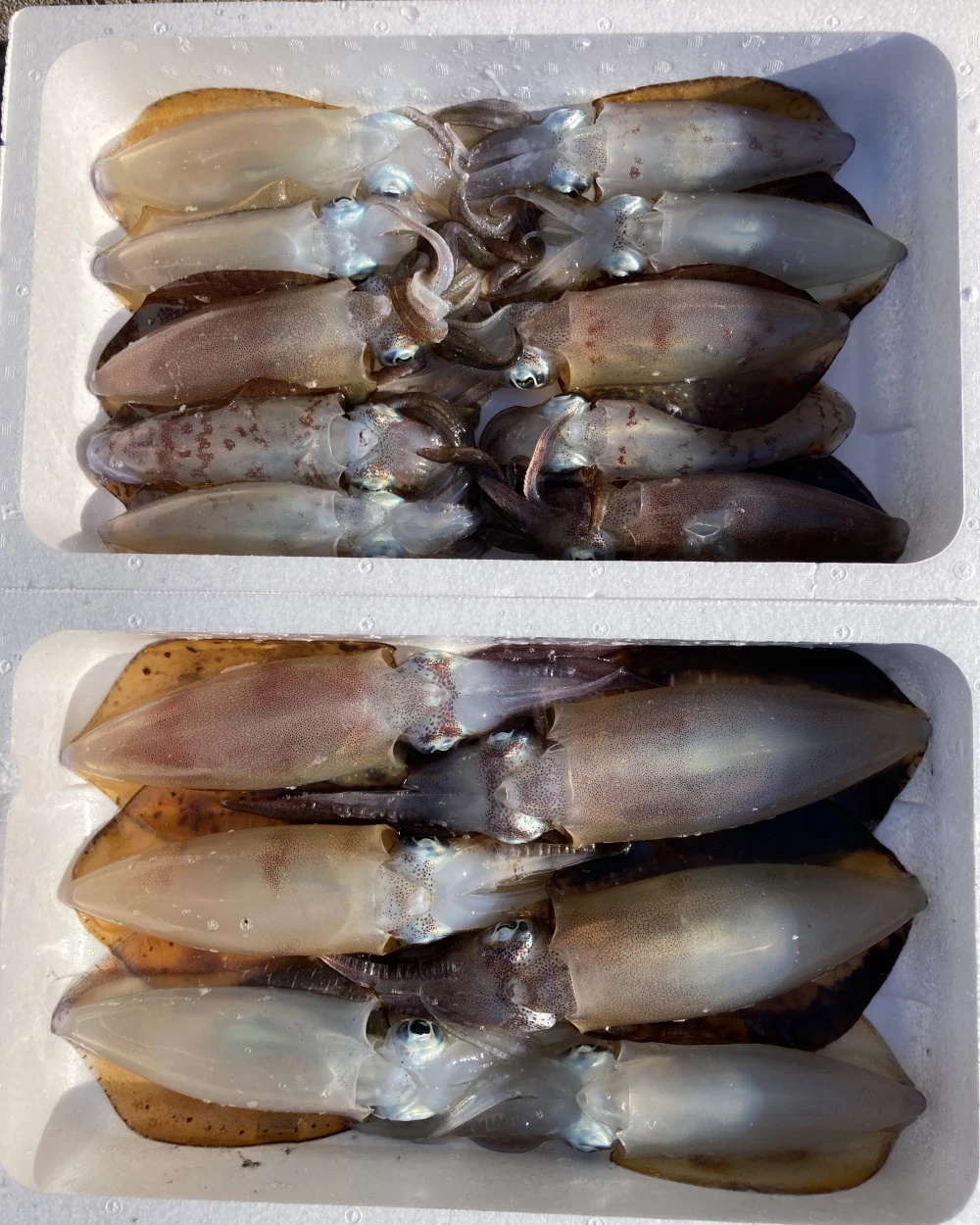 【贈答品にも】五島列島産・アオリイカ1kg（冷凍）漁師直送・獲れ次第発送！