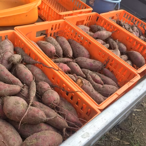 自然栽培無農薬おやつサイズ さつまいも ミックス