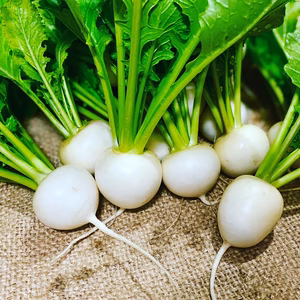 京都府産　特別栽培　刺し身カブ(京こかぶ)1kg