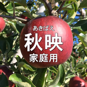 数量限定！【家庭用】秋映 約2kg～ 10月上旬発送予定 信州りんご