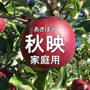 数量限定！【家庭用】秋映 約2kg～ 10月上旬発送予定 信州りんご