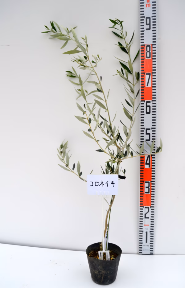 オリーブ苗木 コロネイキ 12cmポット 樹高60-90cm
