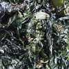 50％OFF訳あり　塩蔵わかめ 塩蔵ワカメ 2ｋｇ～10ｋｇ松島牡蠣屋　宮城県産