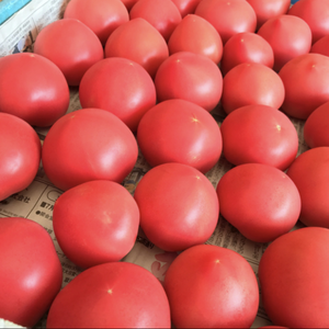 トマト好きのためのログログ夏野菜セット