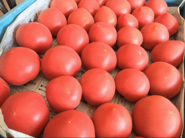 トマト好きのためのログログ夏野菜セット