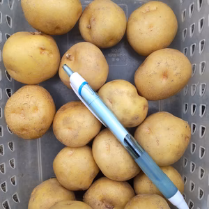 ホックホク！ジャガイモ「きたあかり」（ミニサイズ）4.5kg（肥料、農薬使わず）