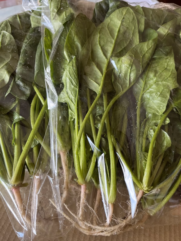常温発送です❕冬のほうれん草❕