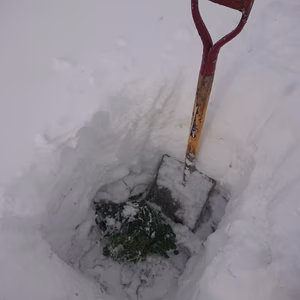 甘～い‼️ ✨雪下キャベツ✨(関東以南配送用)