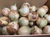 採れたて新玉ねぎ（サイズ混合です）　埼玉県加須市産