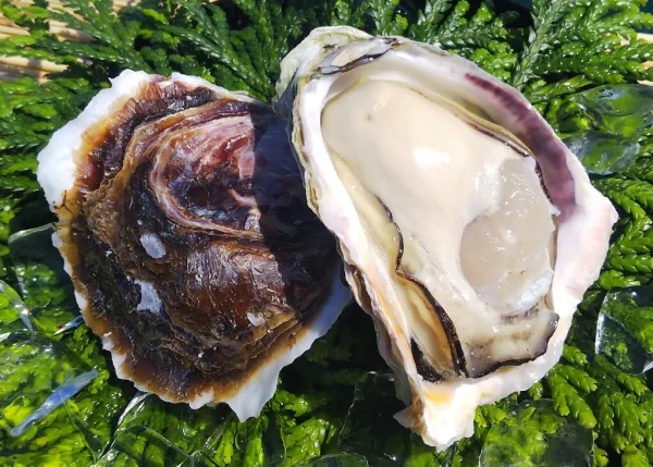 【新規出店】日本海隠岐 ちぶり島の岩牡蠣　大きいサイズ　濃厚な味わい