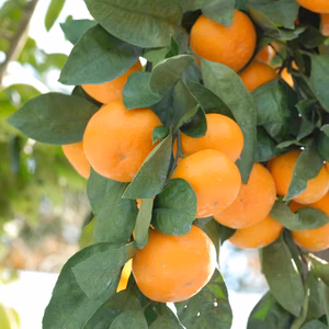 上野完熟みかん！ご注文受けてから収穫して発送