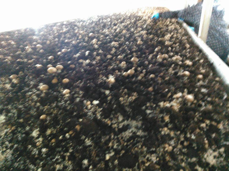 14656342_1150546105028645_8532844145181600432_n