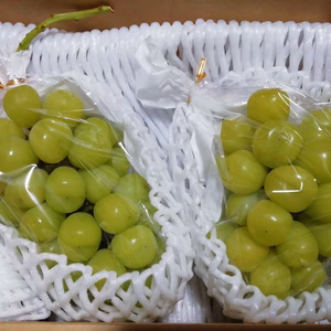 【樹上完熟】ご家庭用シャインマスカット(もぎたて直送)