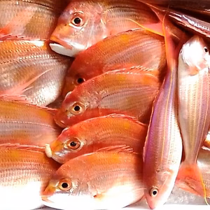 年末年始、旨いお魚uo！でハッピーニューイヤー☆