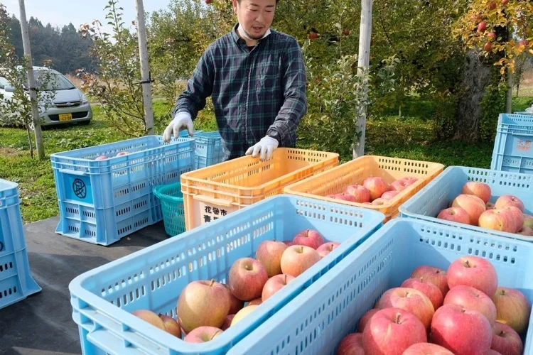 【花巻産サンふじ100％】　自家栽培りんごを絞った、辛口シードル！