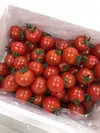 ◆◆◆毎日トマト◆◆◆　　野菜で元気！ミニトマト1.8kg