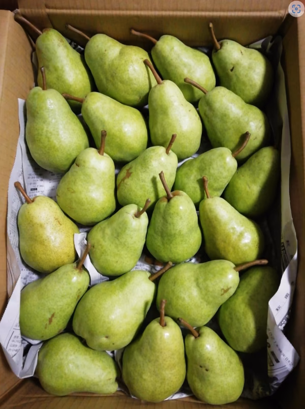 びっしりシリーズ　バートレット(西洋梨)