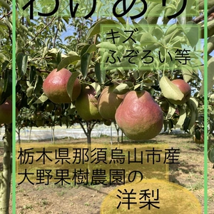 ！わけあり！　栃木県大野果樹農園の洋梨　キズ・いびつ等