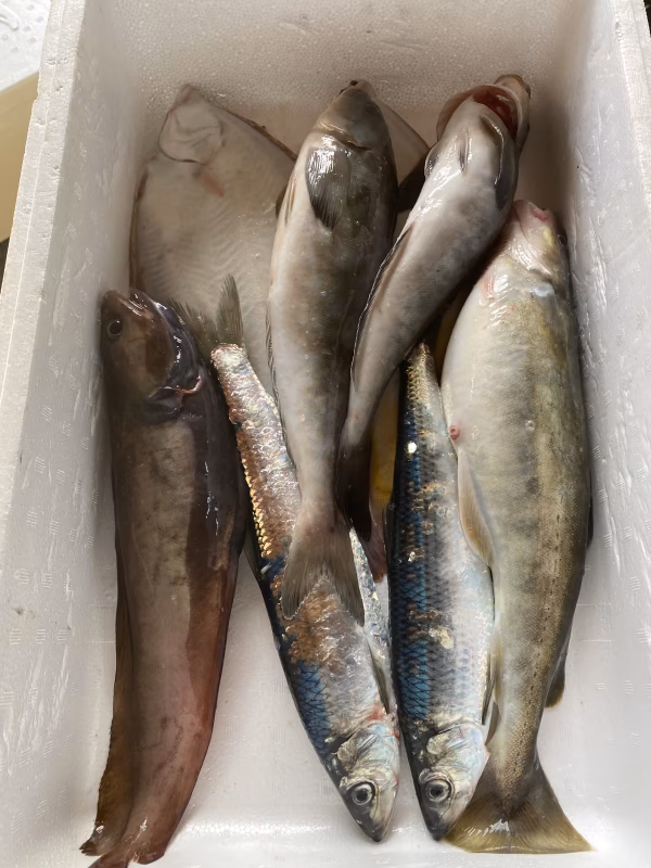 本日水揚げ鮮魚ガチャ❗️ニシンあり❗️