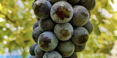 【スタッフ注目の新着商品8/2】甘～い果肉がギュッ🍇サマーブラック✨、夏に◎極早生のりんご恋空🍎など