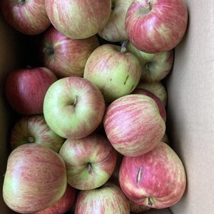 季節のりんご！家庭用訳ありサンつがる5キロバラ詰　つがるりんご