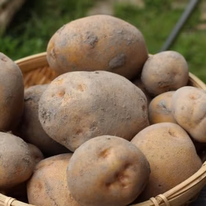 訳アリ【自然栽培】味付けいらず！おいしいキタアカリ