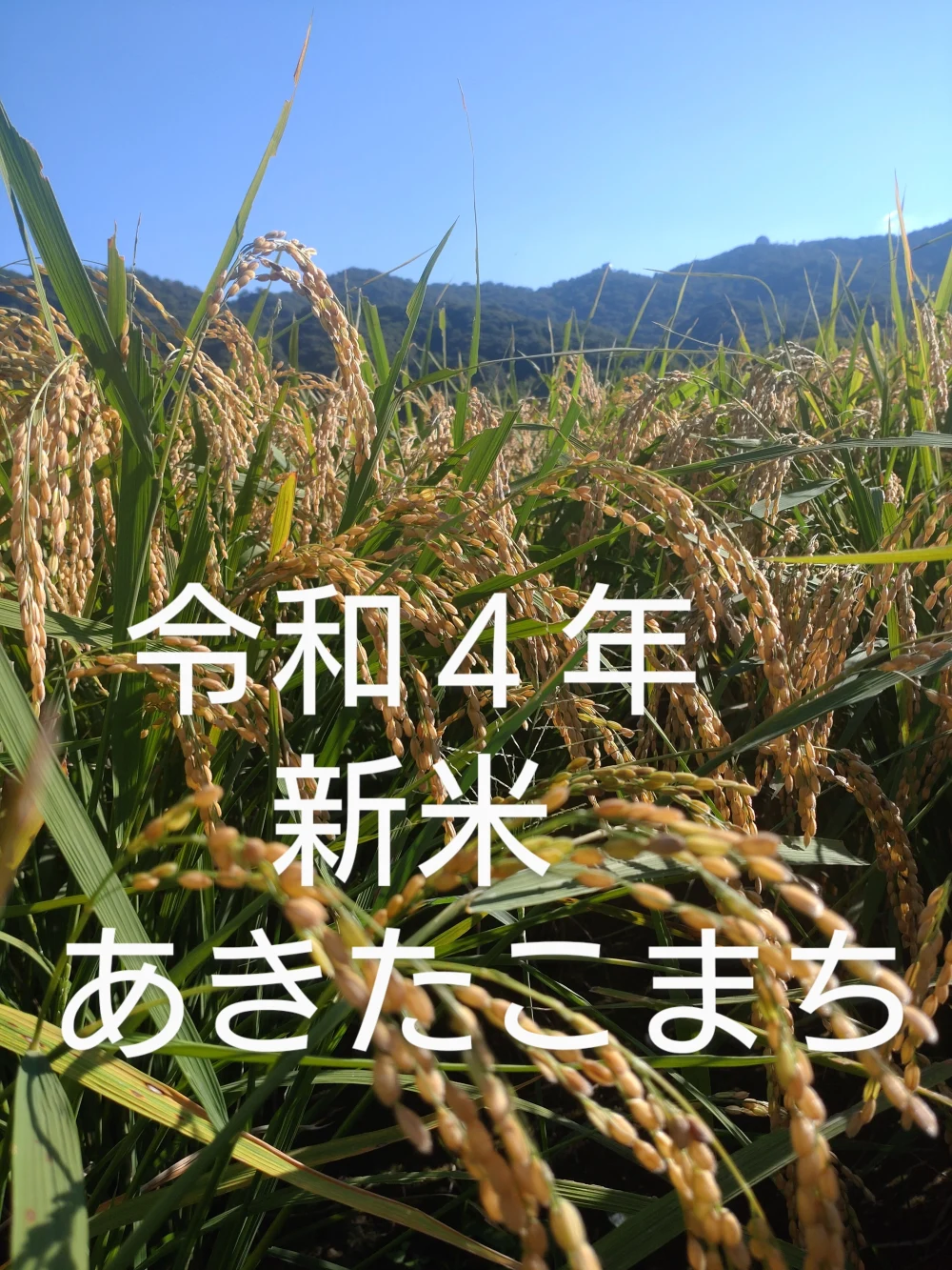 令和4年　岡山県産　あきたこまち　