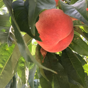 福島の桃　品種お任せ