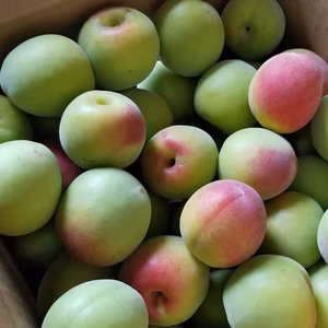 　梅専門農家みっちゃんの紀州南高梅(梅酒、梅シロップ用)2～3Ｌ