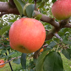 林檎物語＿池多りんご「シナノスイート」ーご自宅用ー
